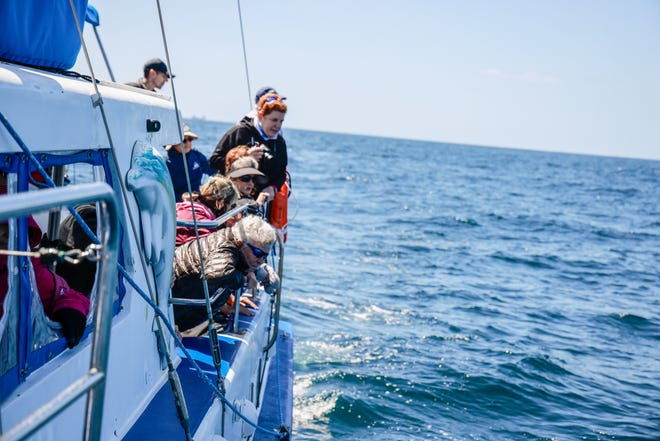 Whale Watching