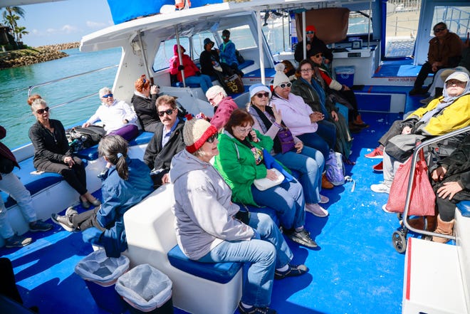 Whale Watching